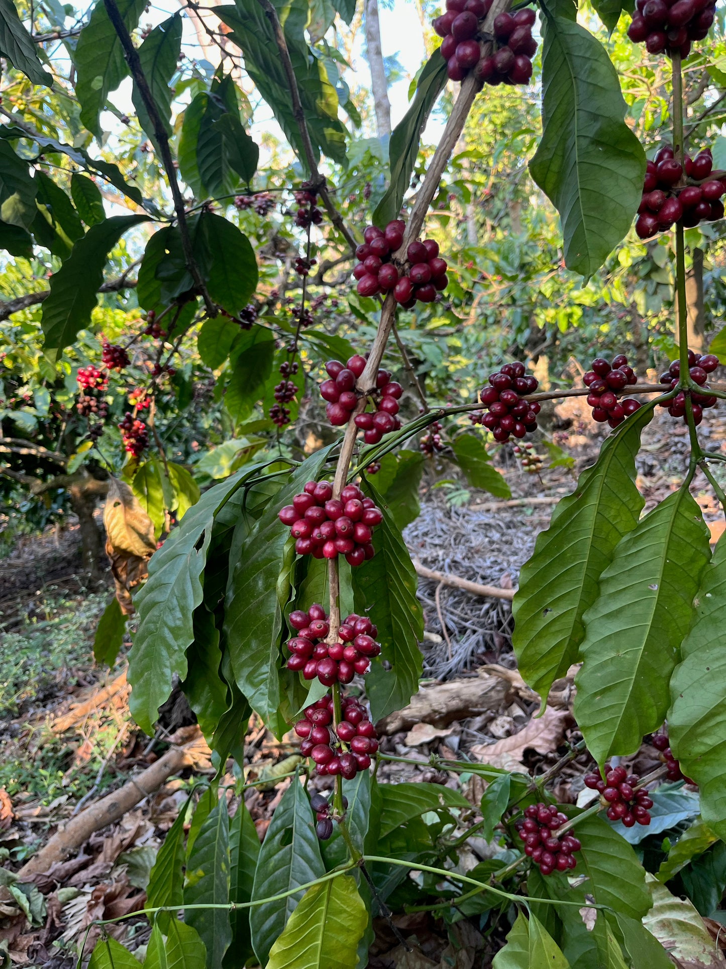 House Blend, 1 kg.