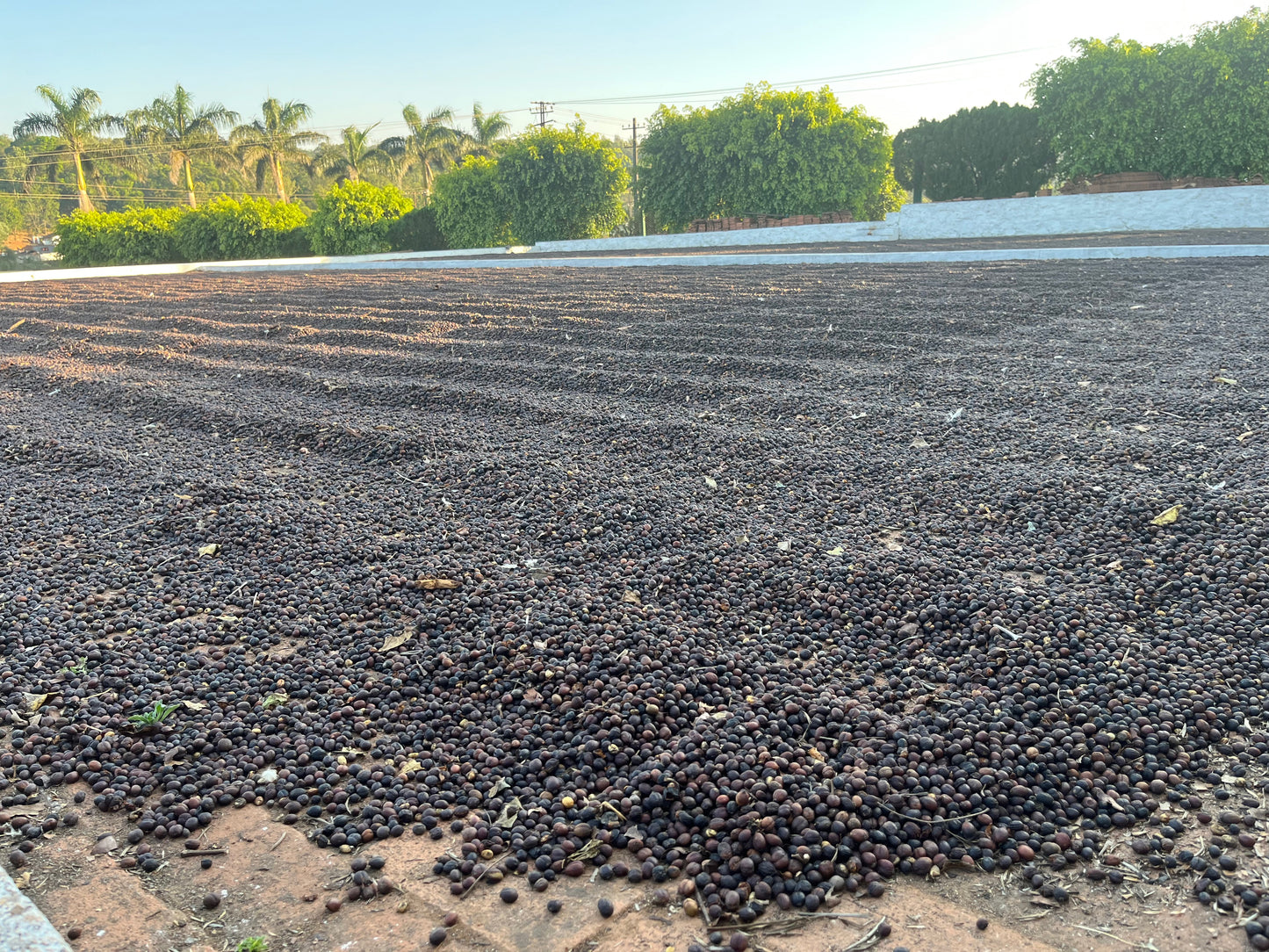 Robusta, 1 kg