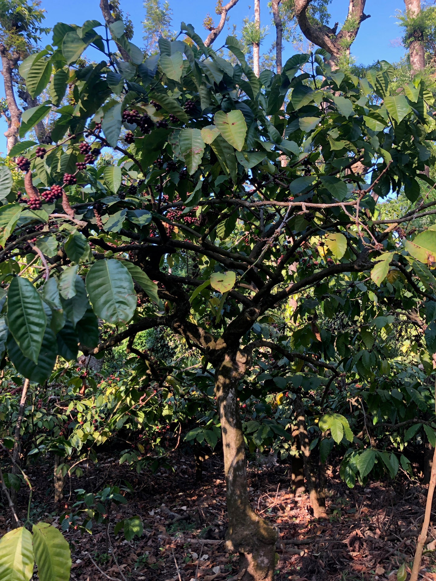 Robusta, 1 kg